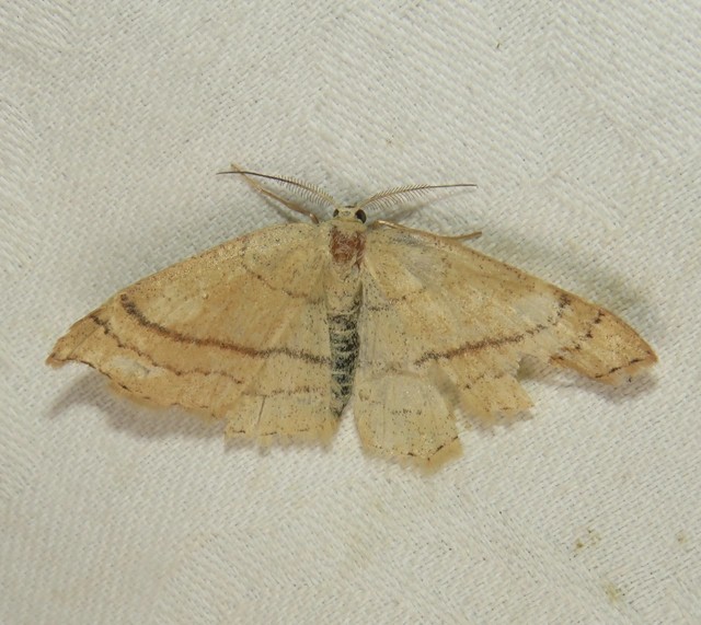 Cyclophora linearia - vonalas pettyesaraszoló