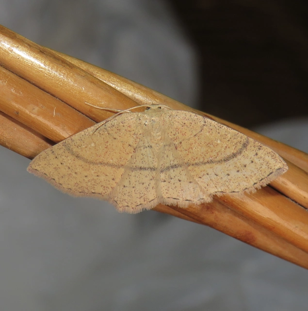 Cyclophora ruficiliaria - vörösrojtú pettyesaraszoló