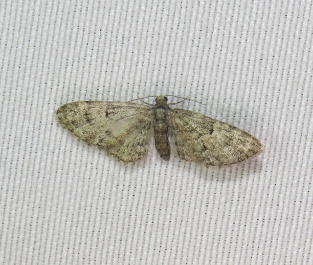 Eupithecia dodoneata - tölgy-törpearaszoló