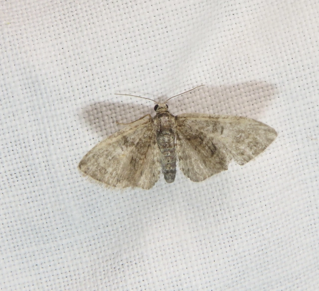 Eupithecia abbreviata - korai törpearaszoló