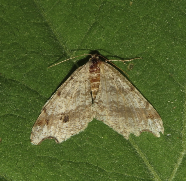 Macaria alternata - közönséges szürkearaszoló