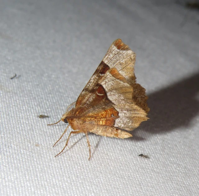 Selenia tetralunaria - négyfoltos holdasaraszoló