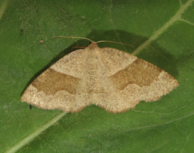 Plagodis pulveraria - szemcsés araszoló