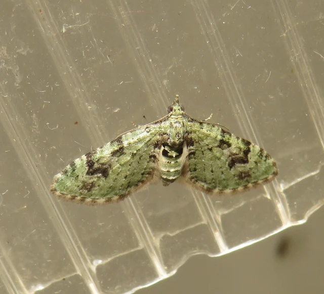 Chloroclystis v-ata - zöldes törpearaszoló