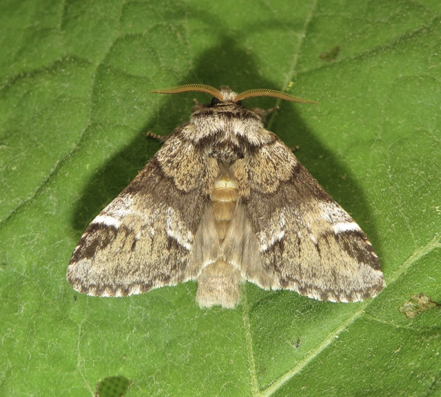 Drymonia dodonea - bélyeges púposszövő