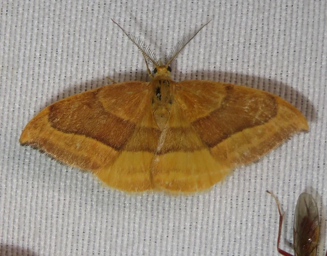 Watsonalla cultraria - bükkfa-sarlósszövő