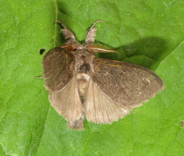 Calliteara pudibunda - hamvasszövő