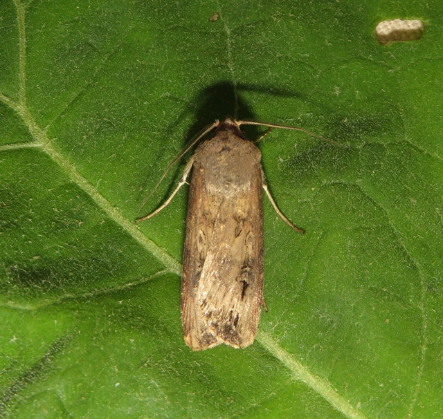 Agrotis ipsilon - nagy földibagoly