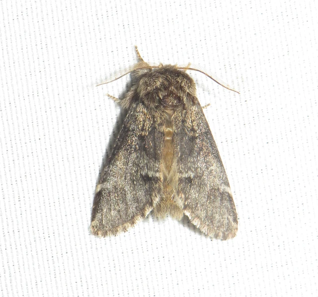 Drymonia dodonea - bélyeges púposszövő