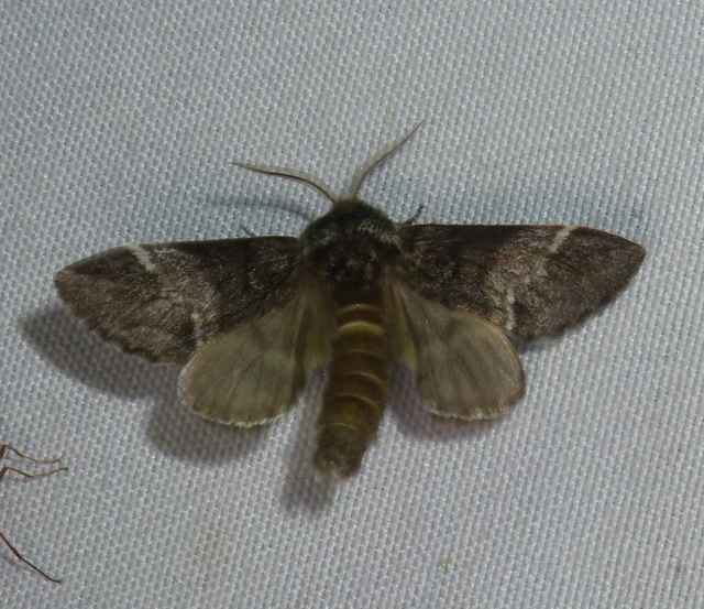 Drymonia dodonea - bélyeges púposszövő