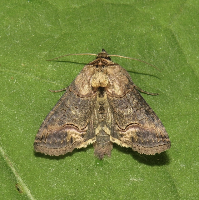 Abrostola triplasia - közönséges csalánbagoly