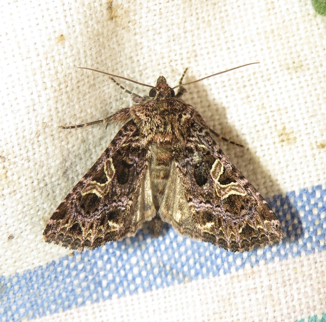 Sideridis rivularis - vörhenyes szegfűbagoly