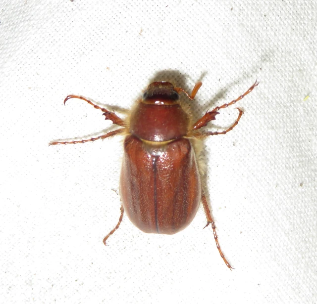 Holochelus vernus - tavaszi cserebogár