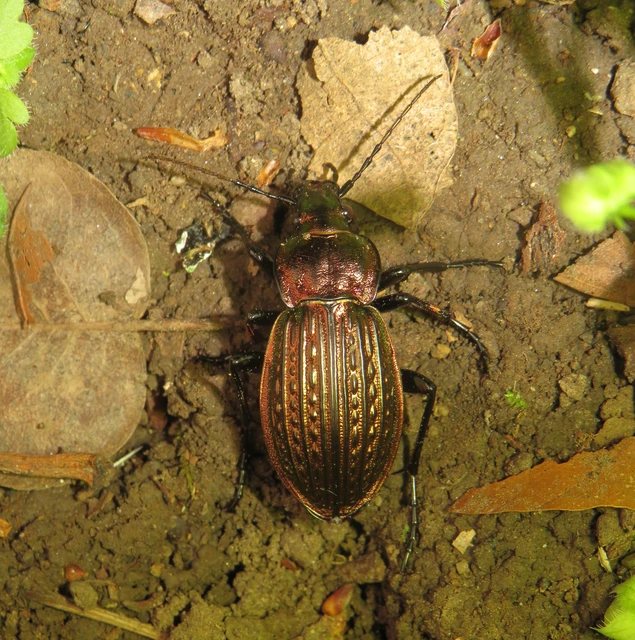Carabus ulrichii - rezes futrinka Carabus ulrichii - rezes futrinka