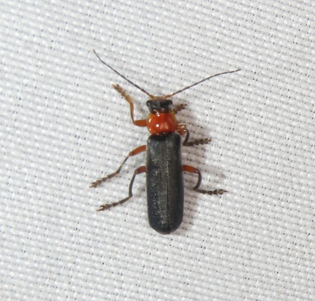 Cantharis pellucida - ligeti lágybogár