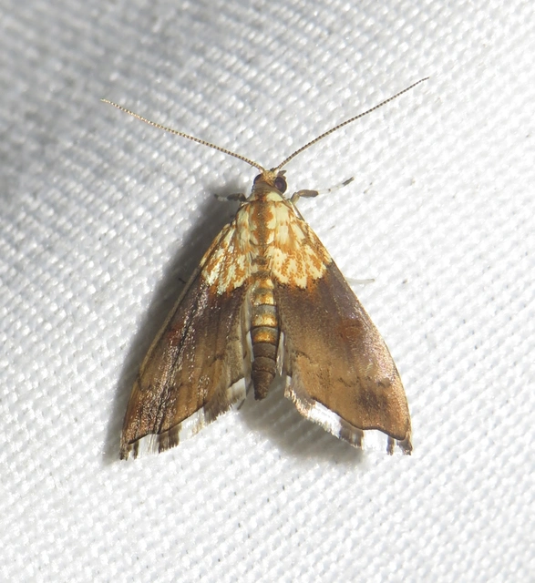 Agrotera nemoralis - ligeti tűzmoly