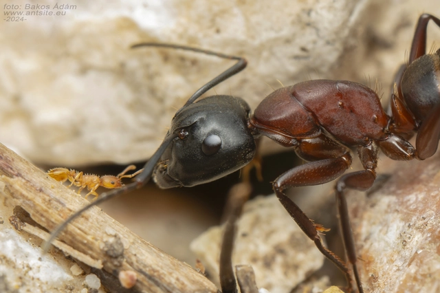 Camponotus ligniperda - faodvasító lóhangya