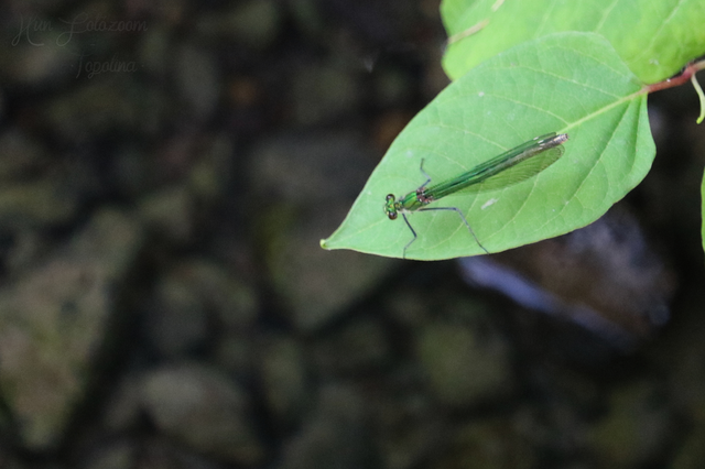 Calopteryx splendens - sávos szitakötő
