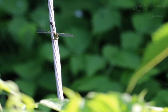 Onychogomphus forcipatus - gyűrűs folyami-szitakötő