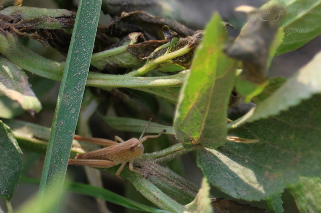 Chorthippus (Chorthippus) (subgenus)