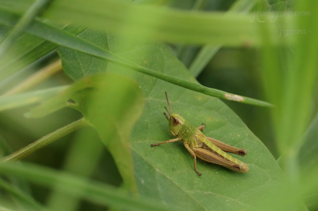 Pseudochorthippus parallelus - közönséges rétisáska