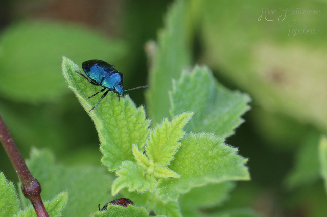 Zicrona caerulea - acélkék poloska Zicrona caerulea - acélkék poloska