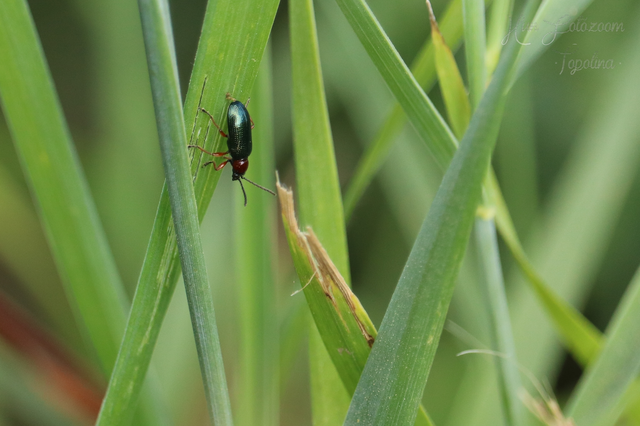 Oulema melanopus/duftschmidi