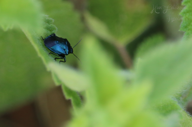 Zicrona caerulea - acélkék poloska Zicrona caerulea - acélkék poloska