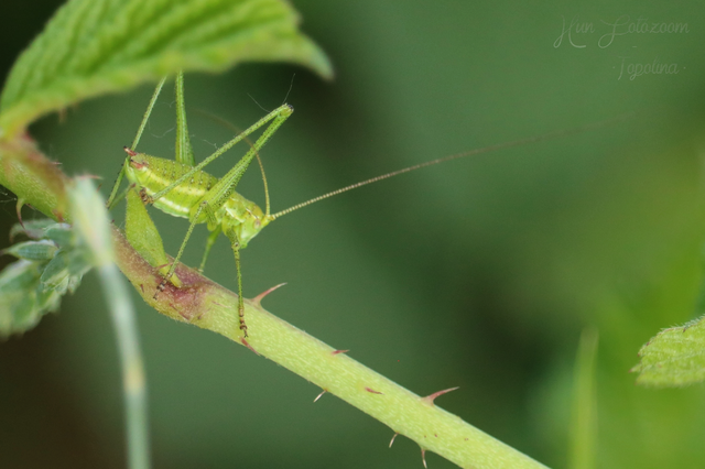Leptophyes albovittata - közönséges virágszöcske