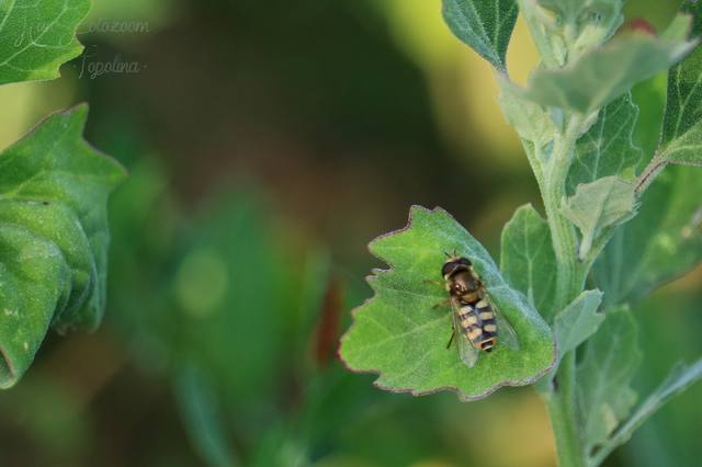 Eupeodes