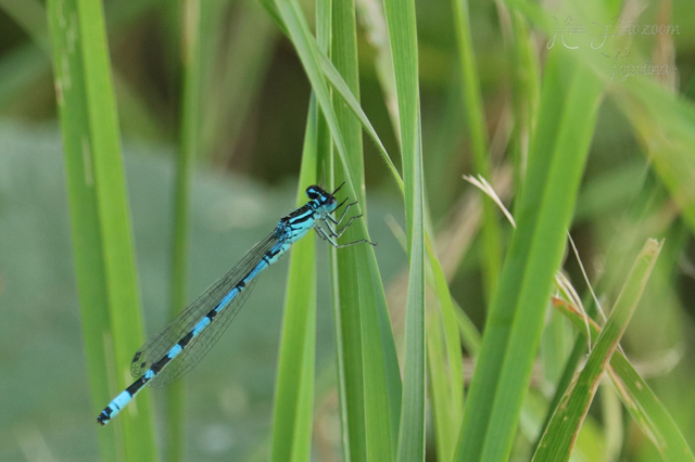 Coenagrion ornatum - díszes légivadász