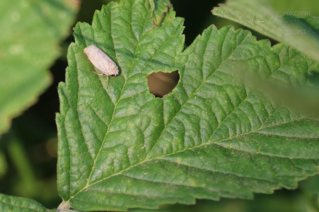 Allygidius abbreviatus