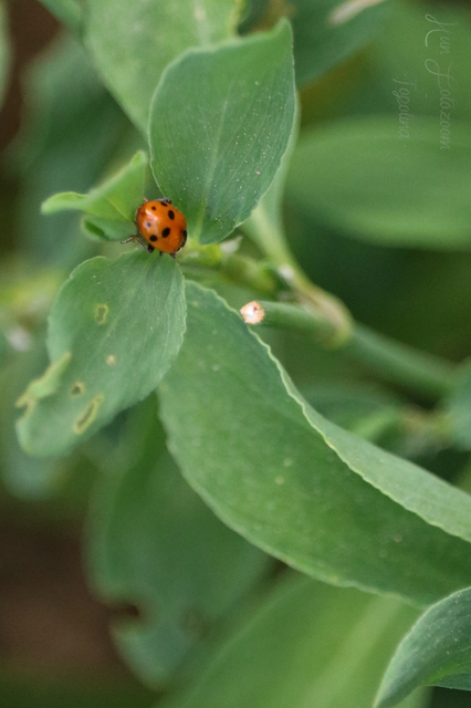 Hippodamia variegata - tizenhárompettyes katica