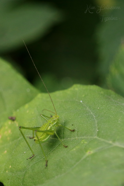 Leptophyes albovittata - közönséges virágszöcske