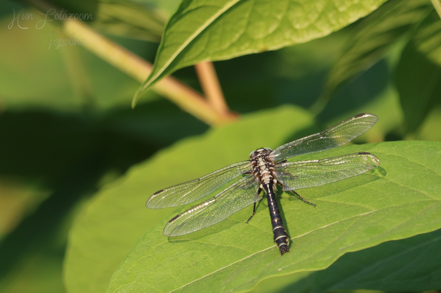Gomphus vulgatissimus - feketelábú folyami-szitakötő