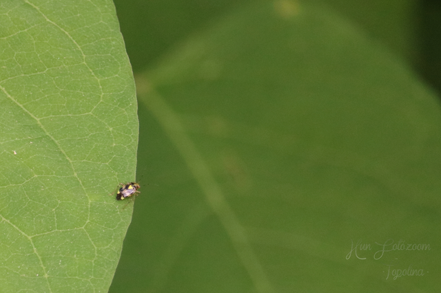 Liocoris tripustulatus - hárompettyes mezeipoloska