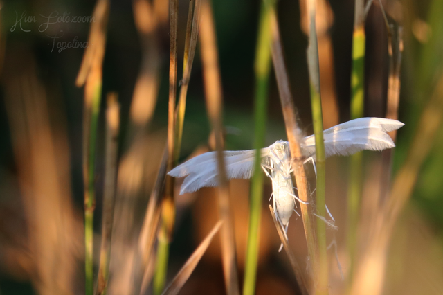 Pterophorus pentadactyla - fehér tollasmoly
