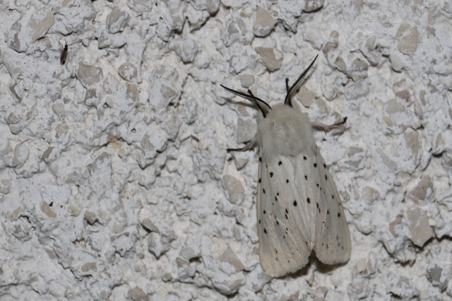 Spilosoma lubricipedum - tejszínű medvelepke
