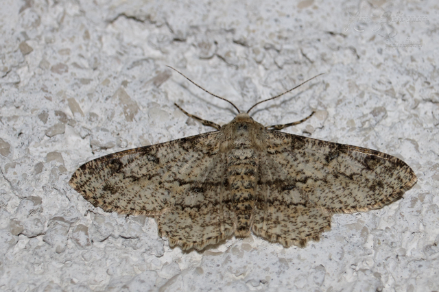 Ascotis selenaria - holdas faaraszoló