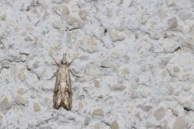Catoptria falsella - hálós fűgyökérmoly