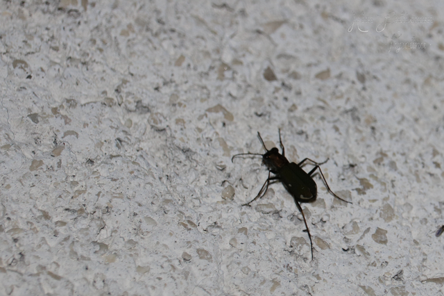 Cylindera germanica - parlagi homokfutrinka