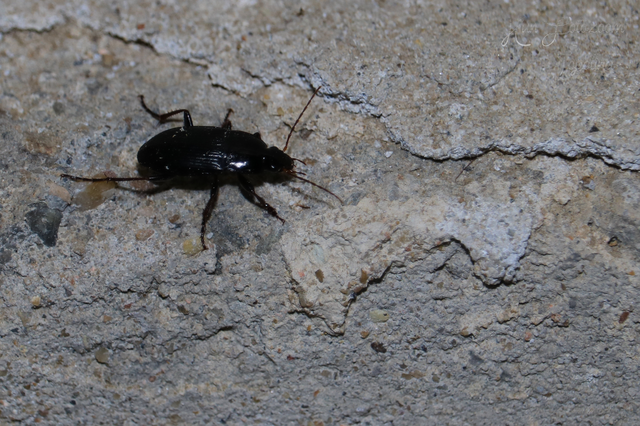 Calathus fuscipes - sokpontos tarfutó