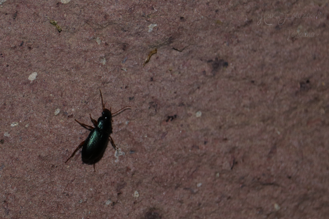 Ophonus azureus - azúrkék bársonyfutó