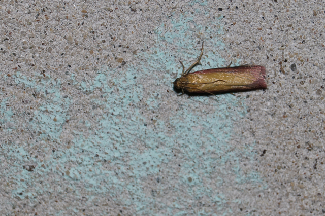 Oncocera semirubella - lucernamoly