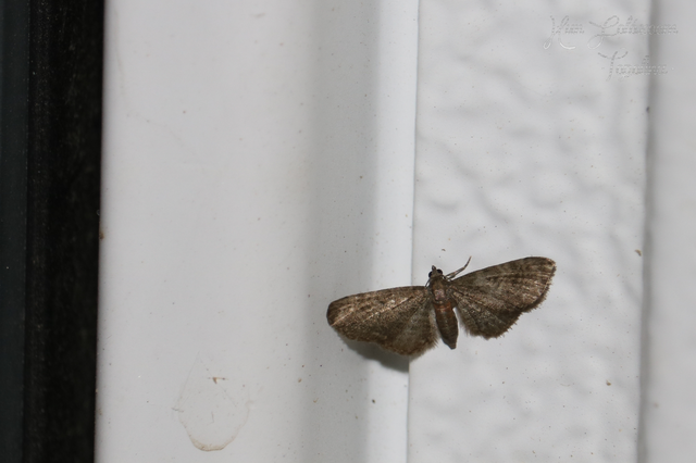 Eupithecia haworthiata - rozsdástestű törpearaszoló