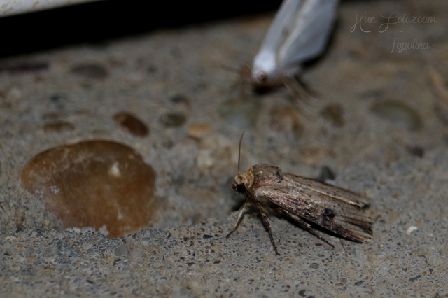 Axylia putris - vonalkás földibagoly