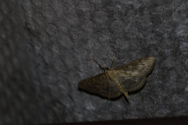 Ostrinia nubilalis - kukoricamoly