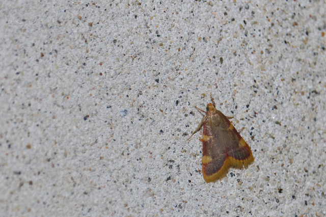 Hypsopygia costalis - szénailonca