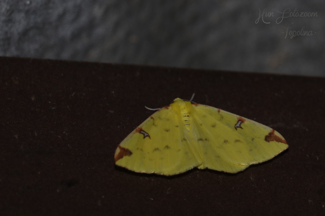 Opisthograptis luteolata - citromsárga araszoló