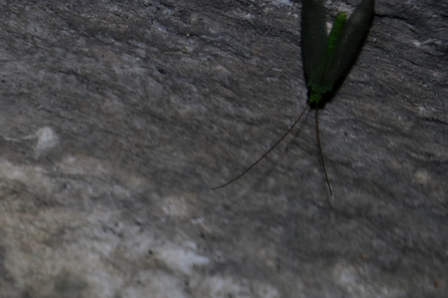 Chrysopidae - zöldfátyolkák